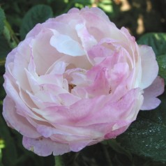 Rose Mme Pierre Oger / Historisk Rose