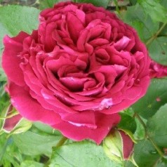Rose Tess of D'Urbervilles - Engelsk Slyngrose