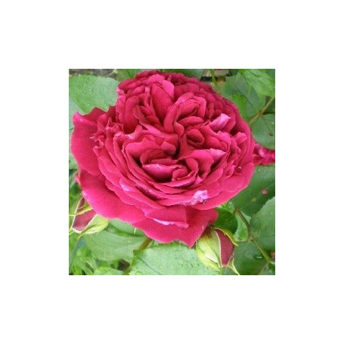 Rose Tess of D'Urbervilles - Engelsk Slyngrose