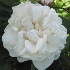 Rose Mme Plantier - Klatrerose