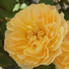 Rose Molineux - Engelsk Rose