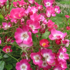 Rose Mozart / Busk Rose