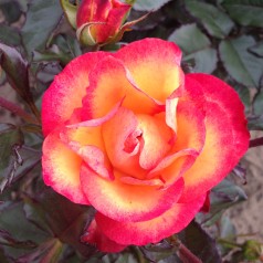 Rose My story - Buketrose Plant'n Relax