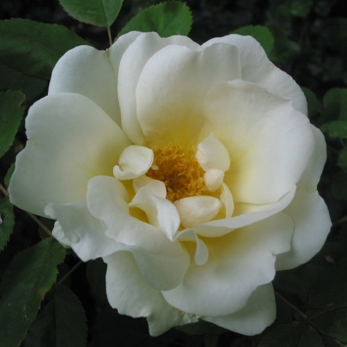 Rose Nevada / Buskrose