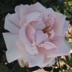 Rose New Dawn - Slyngrose