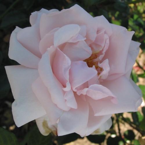 Rose New Dawn - Slyngrose