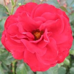 Rose Nina Weibull - Buketrose