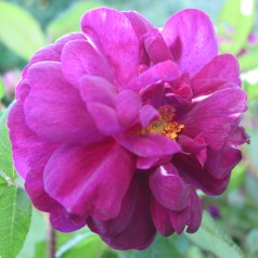 Rose Nuits de Young - Park...