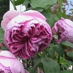 Rose Charles Rennie Mackintosh / Engelsk Rose