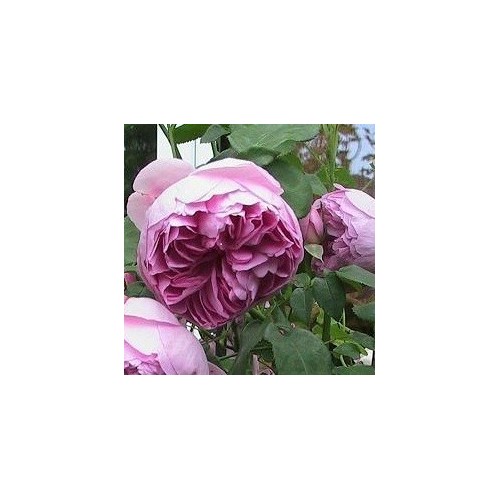 Rose Charles Rennie Mackintosh / Engelsk Rose