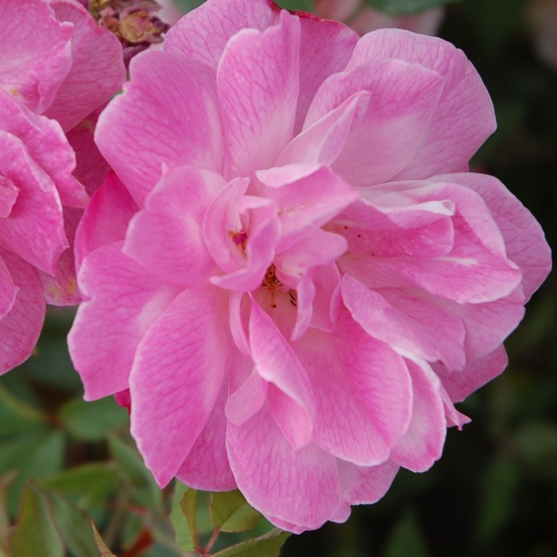 Rose Old Blush - Buketrose / Barrods