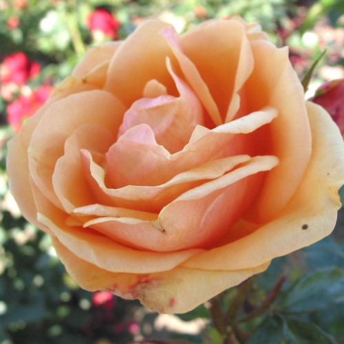 Rose Olympic Palace - Palace Rose