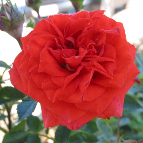 Rose Orange Juwel - Bunddækkerose