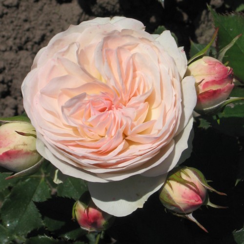 Rose Pastella - Buketrose