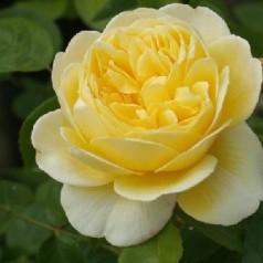 Rose Charlotte  / Engelsk Rose