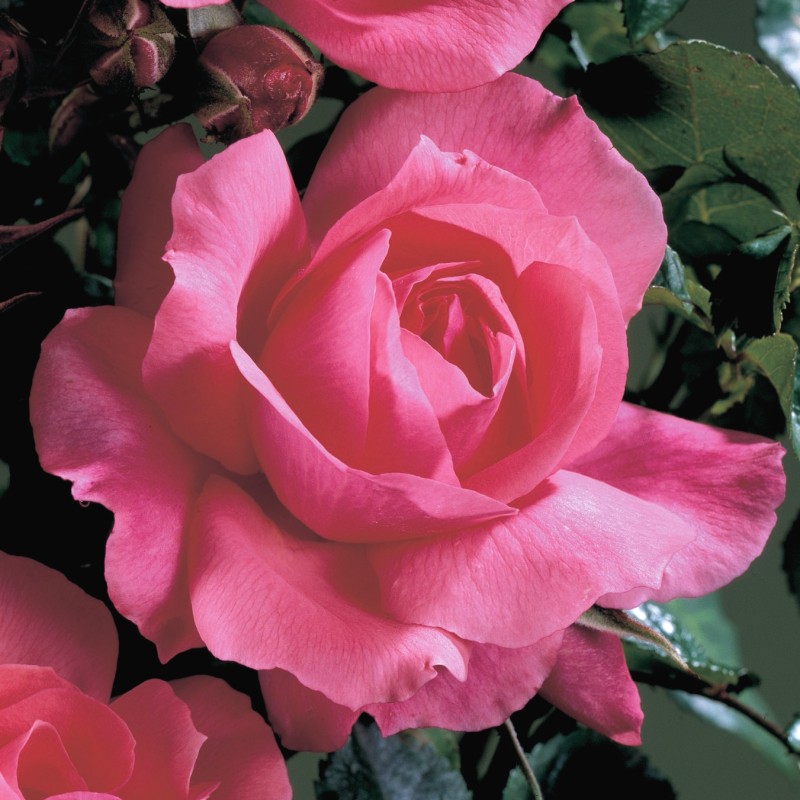 Rose Pernille Poulsen / Buketrose