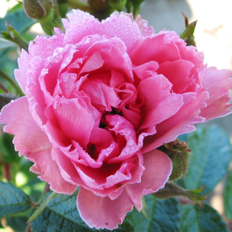 Rose Pink Grootendorst - Buskrose