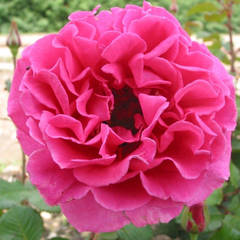 Rose Prinsesse Alexandra Renaissance - Renaissance Rose / Barrods