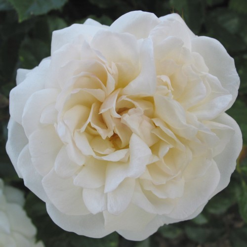 Rose Prosperity - Historisk rose / Barrods