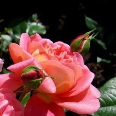 Rose Christopher Marlowe / Engelsk Rose