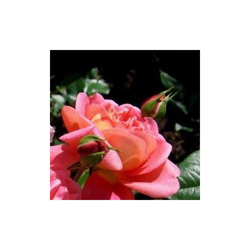 Rose Christopher Marlowe / Engelsk Rose