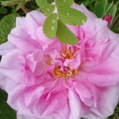 Rose Quatre Saisons -...