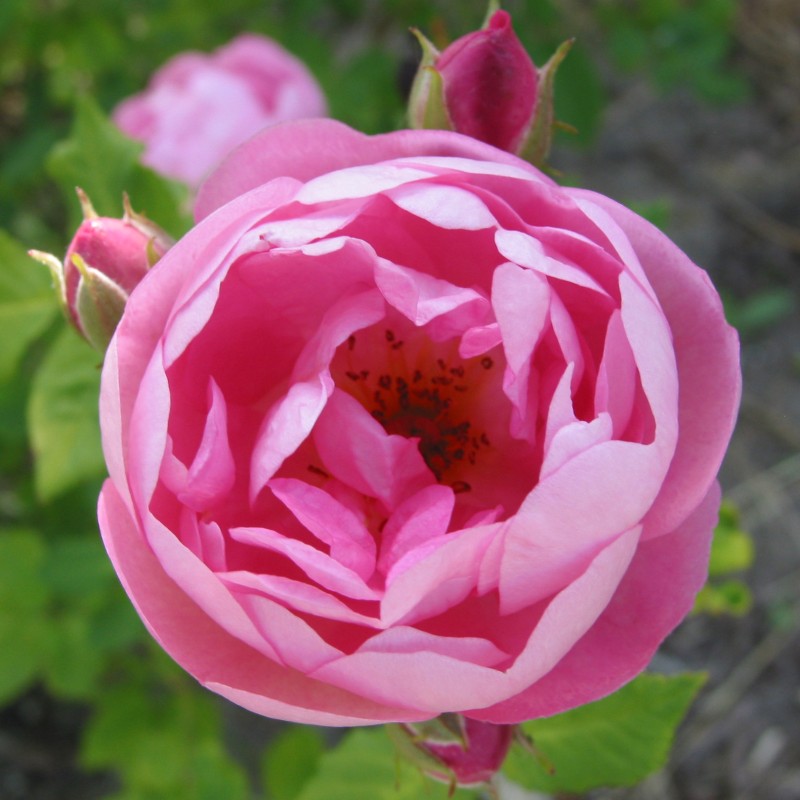Rose Raubritter - Macranta Rose / Barrods