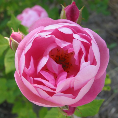 Rose Raubritter - Macranta Rose / Barrods