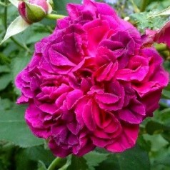 Rose Darcey Bussel - Engelsk Rose