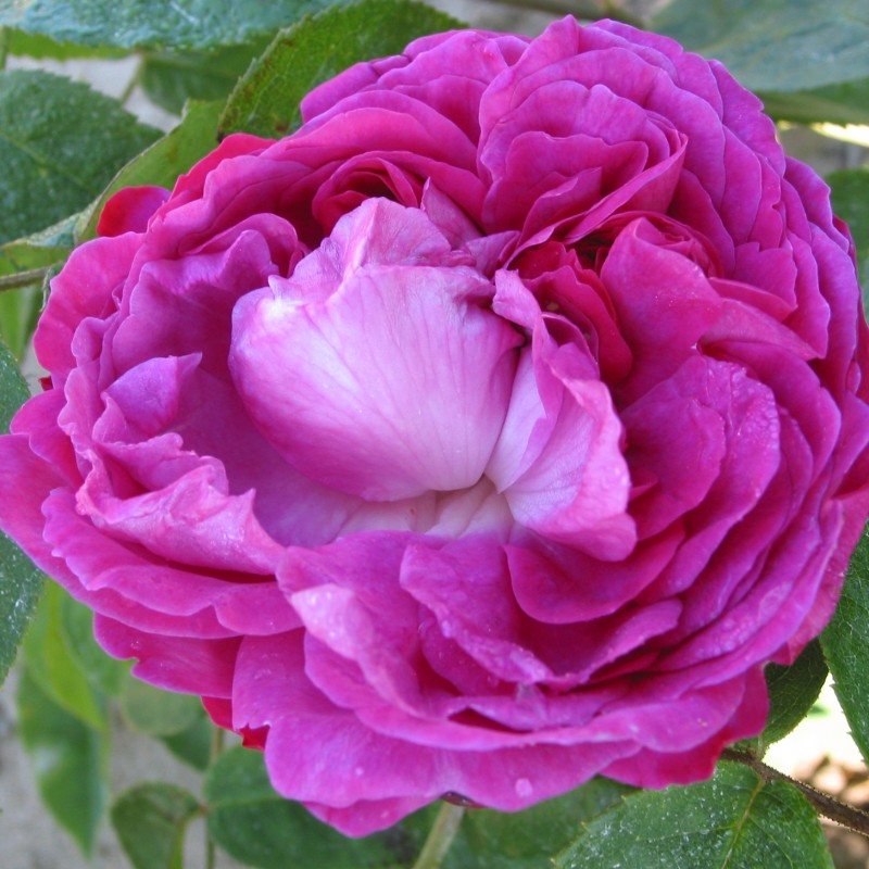 Rose Reine des Violettes - Buskrose / Barrods