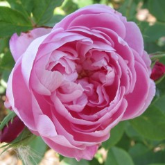 Rose Reine Victoria - Historisk Rose / Barrods