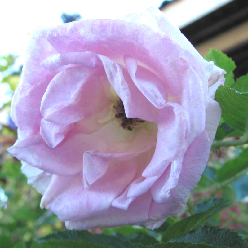 Rose Ritausma - Buskrose