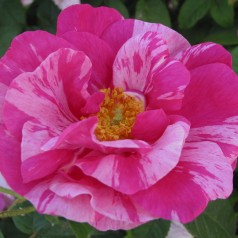 Rose Mundi - Buskrose