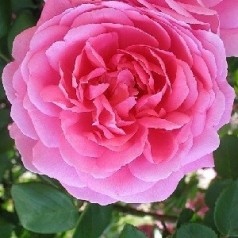 Rose John Clare / Engelsk Rose