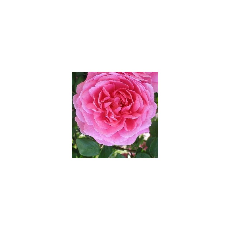 Rose John Clare / Engelsk Rose