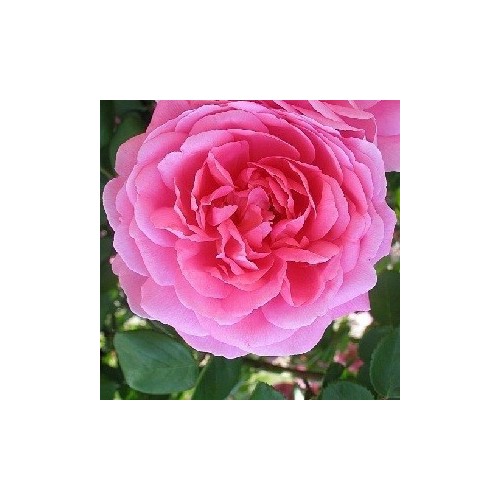 Rose John Clare / Engelsk Rose