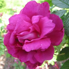 Rose Roseraie de l'Hay - Rugosa / Hyben Rose - Barrods