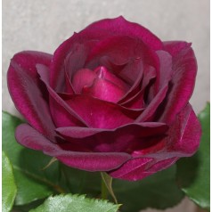 Rose Royal Celebration - Buketrose / Barrods