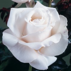 Rose Royal Copenhagen - Storblomstret Rose / Barrods