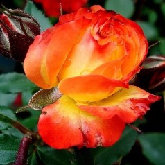 Rose Rumba / Buketrose