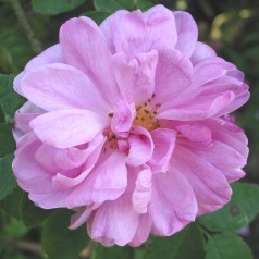 Rose Salet - Buskrose