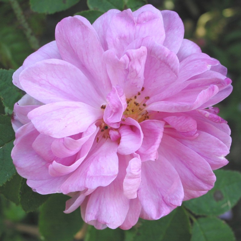 Rose Salet - Buskrose