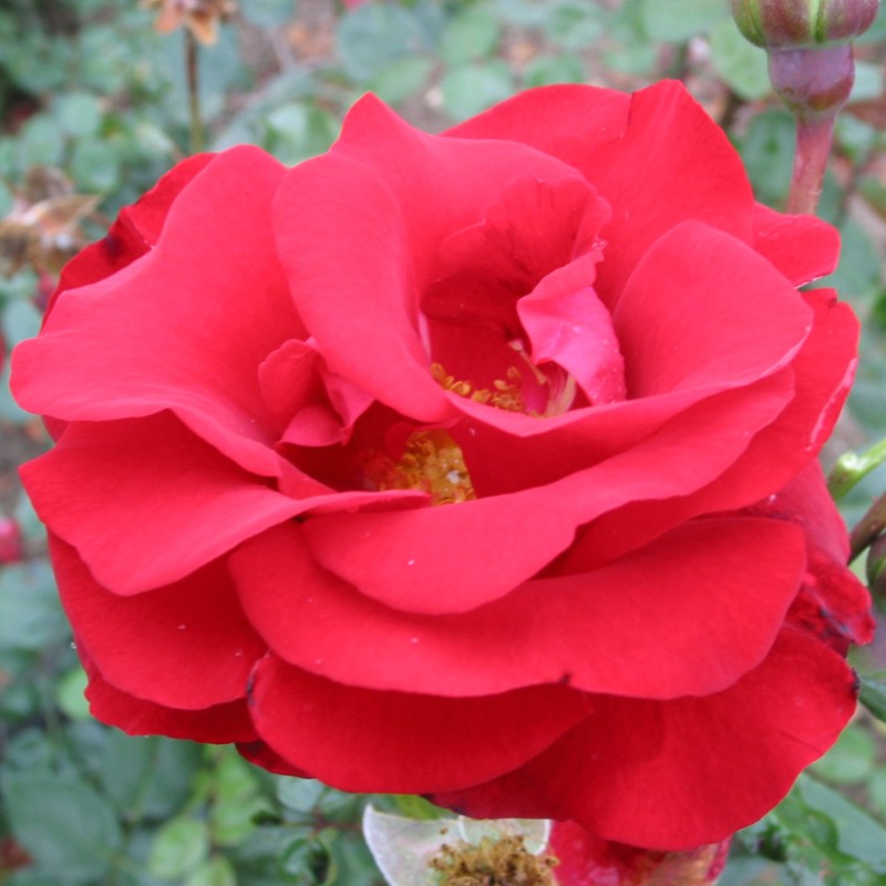 Rose Santana - Slyngrose