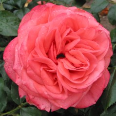 Rose Schackenborg - Slotsrose