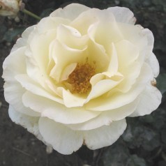 Rose Schneewaltzer - Slyngrose
