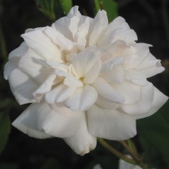 Rose Schneewittchen - Buketrose