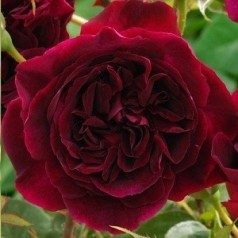 Rose Munstead Wood / Engelsk Rose