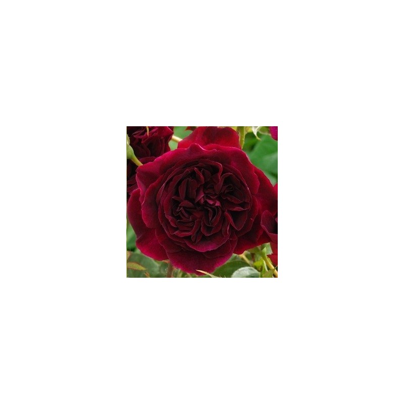 Rose Munstead Wood / Engelsk Rose