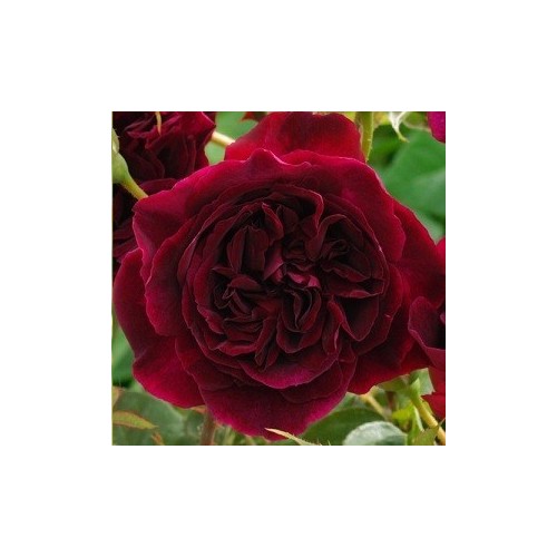Rose Munstead Wood / Engelsk Rose