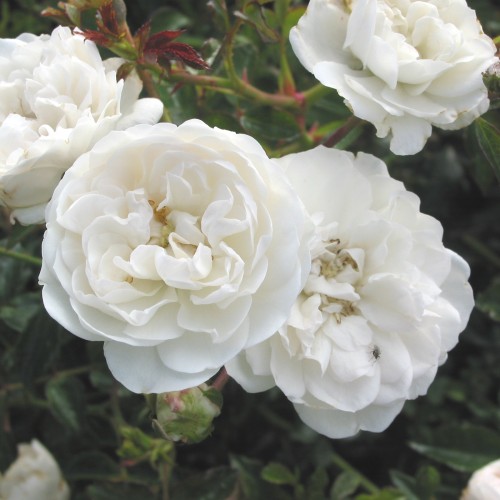 Rose Sea Foam / Bunddækkende rose